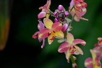Orchid Flowers 