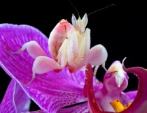Orchid Mantis Hymenopus coronatus 