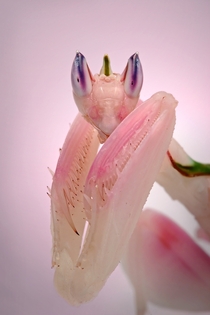 Orchid MantisHymenopus coronatus by Nitsirk Eel 