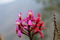 Orchid on the Inca Trail 