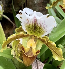 Orchid - Paphiopedilum cultivar unknown 