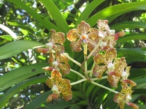 Orchids Big Island Hawaii 