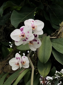 Orchids in Louisiana