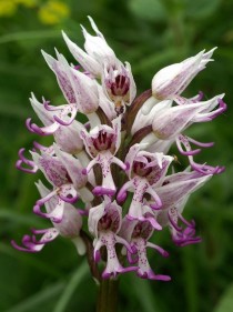 Orchis simia flower 