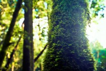 Oregon Beaked Moss Eurhynchium oreganum growing on a tree in Northern California 