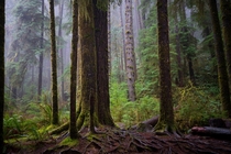 Oregon Coast rain forest vibes 
