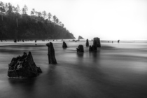 Oregon Coasts Ghost Forest 