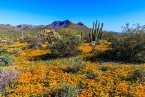 Organ Pipe Cactus National Monument blooming poppies March   