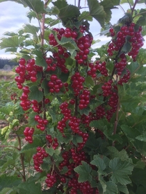 Organic red currants - WA State