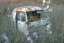 Original Content Flowers blooming from an abandoned van