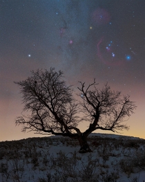 Orion and the winter side of the milky way over a Saskatchewan tree 