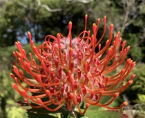 Ornamental Pincushion flower - Leucospermum cordifolium Kula