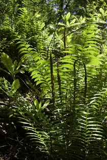 Osmundastrum cinnamomeum cinnamon fern 