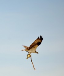 Osprey building a nest and having a snack 