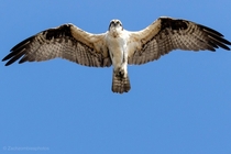 Osprey flew right over me
