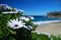 Osteospermum Asti White Daisy - Bondi Beach Australia  x