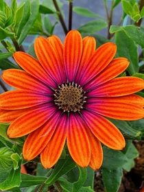 Osteospermum Flower Power Purple Sun - African Daisy