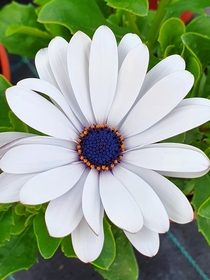 Osteospermum Flower Power White - African Daisy
