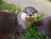 Otter at Buckfastleigh otter sanctuary 