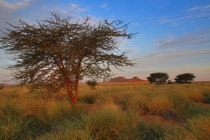 Oued Jenna Western Sahara 