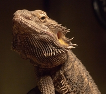 Our Bearded Dragon posed for a headshot