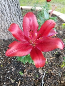 Our lovey lily bloomed last week