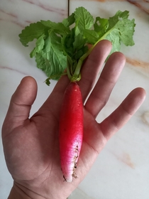 Our nd crop of radishes grew bigger than expected