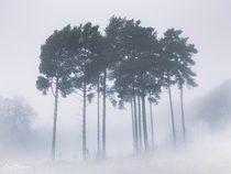 Out of The Fog Rammermere Heath England  x