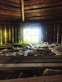 Overgrown attic in abandoned house
