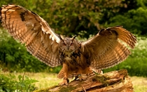 Owl Wings Strigiformes 