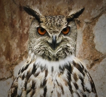 Owl x