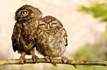 Owl you need is love   