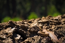 Pacific Rattlesnake Crotalus oreganus warms up in the sun 