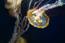 Pacific Sea Nettle Chrysaora fuscescens 
