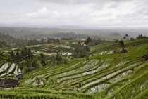 Paddy fields in Bali 