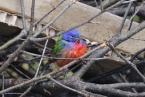 Painted Bunting in Huntsville ON 