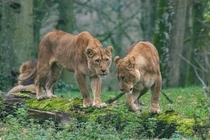 Pair of lions Photo credit to George Gillams