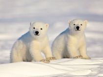 Pair of Polar bear cubs