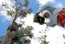 Palestinian farmers harvest olive trees on the outskirts of the West Bank village of Salem 