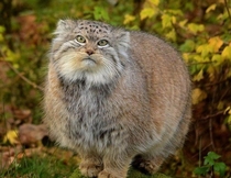 Pallas cat also called Manul