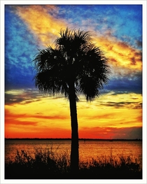 Palm on the River Satellite Beach FL 