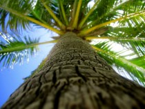 Palm tree on a sunny Caribbean day Arecaceae  