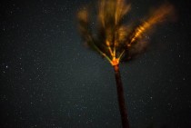 Palm Tree Overlooking Stars  x