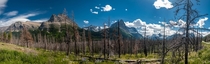 Panorama of the burned forest in East Glacier National Park Montana USA 