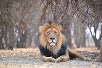 Panthera Leo 