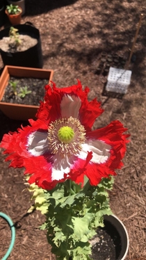 Papaver Somniferum otherwise known as the opium poppy This kind is called Danish flag I believe