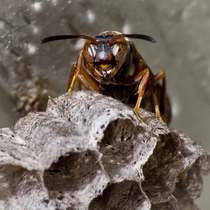 Paper Wasp Polistes 