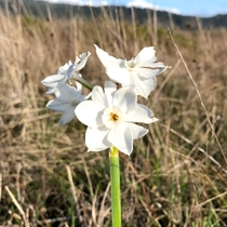 Paperwhite Narcissus Narcissus papyraceus Ao Nuevo State Park California 