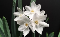Paperwhites - Narcissus papyraceus oc