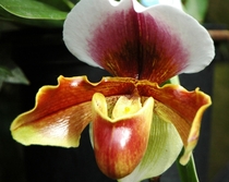 Paphiopedilum Orchid 